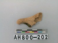 藏品(獸骨殘骸)的圖片